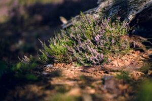 Wann blüht die Heide in der Lüneburger Heide? Wann die Heideblüte beginnt und wann sich ein Besuch besonders lohnt
