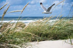 Wo Ist Es In Belgien Am Meer Am Schönsten? Die schönsten Badeorte an der belgischen Küste